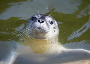 Der Zoo Osnabrück hat Seehundnachwuchs bekommen: Seit Montag schwimme Seehu... weiterlesen