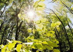 Nordrhein-Westfalens Wälder leiden unter der anhaltenden Trockenheit. weiterlesen