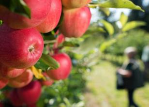 Die Landwirtschaftskammer Rheinland erwartet trotz anhaltender Trockenheit ... weiterlesen