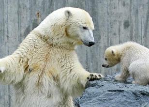 Eisbärdame Corinna aus der Stuttgarter Wilhelma ist tot. weiterlesen