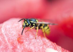 Das gute Wetter bieten Wespen in diesem Jahr perfekte Bedingungen. Tipps im Umgang mit Wespen