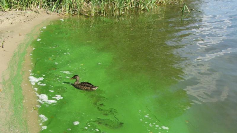 Achtung, Gesundheitsrisiko: Darum sind Blaualgen so gefährlich Blaualgen im Wasser