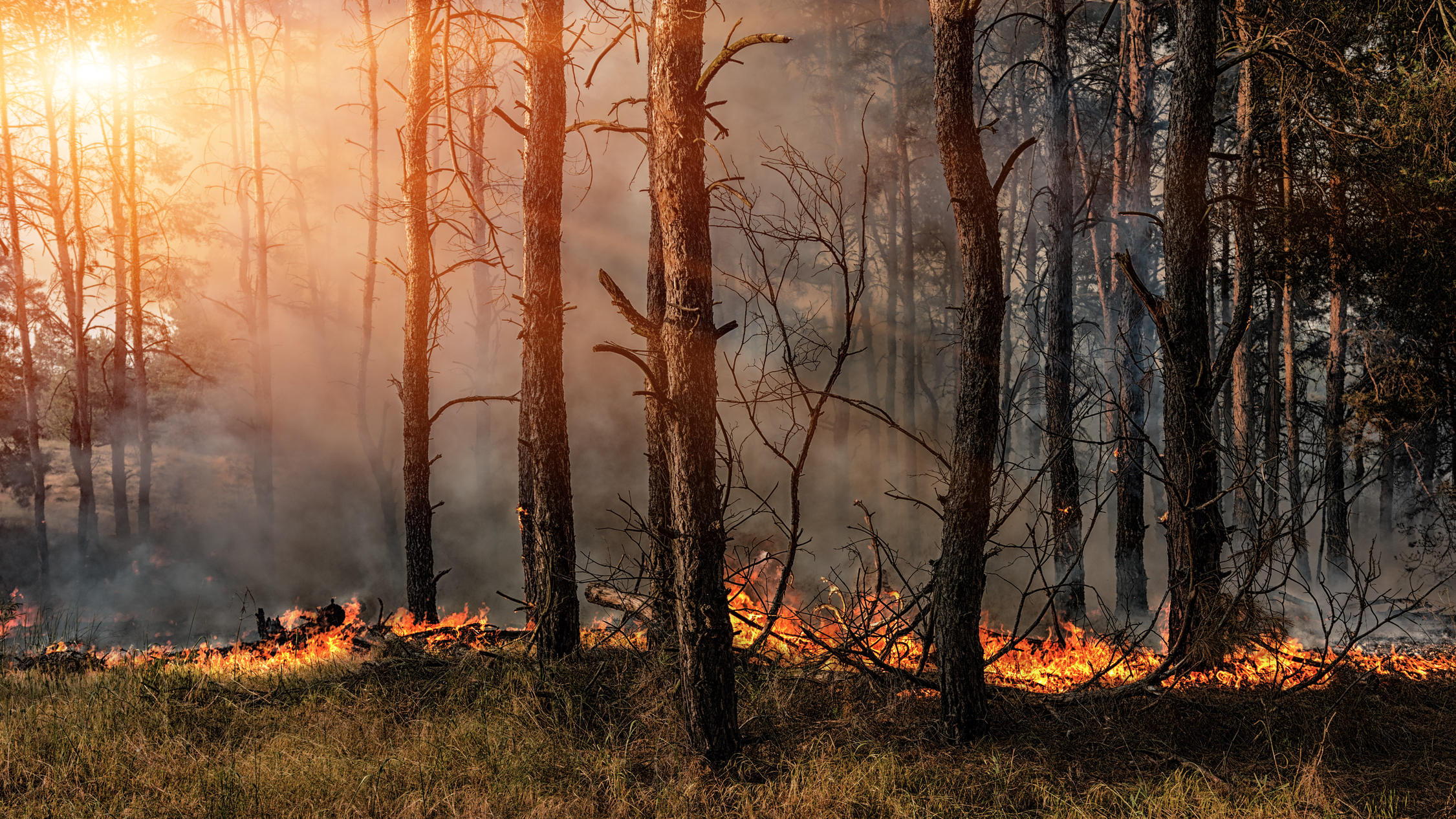 Erhöhte Waldbrandgefahr: So verhalten Sie sich richtig Das Umweltbundesamt berichtet: Fahrlässigkeit und Vorsatz waren im Jahr 2016 für rund 49 Prozent der Waldbrände ursächlich.