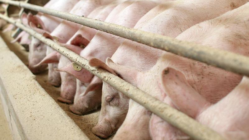 Gericht bestätigt: Züchter muss Tierschutzauflagen umsetzen Schweinemast