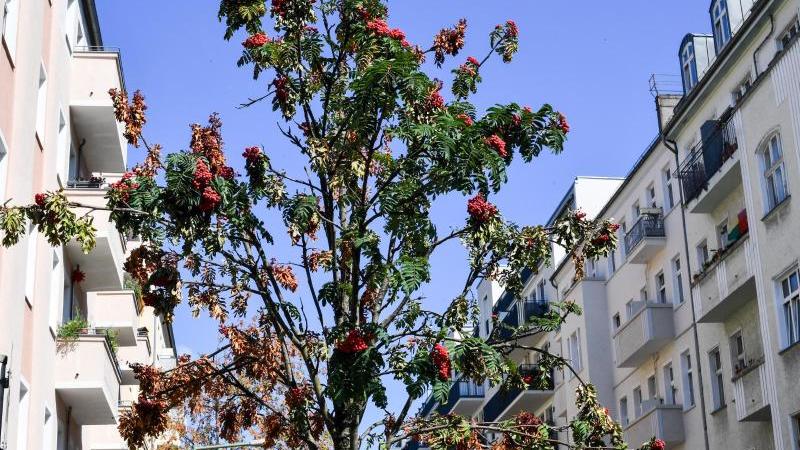 300 000 Euro mehr für die Bewässerung von Straßenbäumen Vertrockneter Straßenbaum