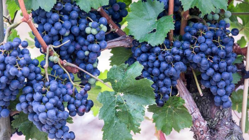 Kontrolleure beanstanden jeden zwölften Wein Wein