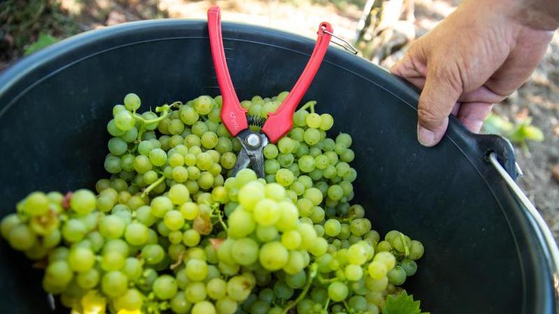 Winzer dürfen Wein des Jahrgangs 2018 säuern Trauben