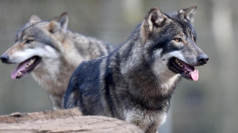 Entwurf für neuen Wolfsmanagementplan liegt vor Zwei Wölfe