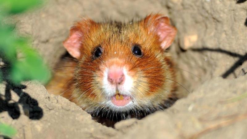 Feldhamster finden neuerdings Schutz im Opel-Zoo Feldhamster