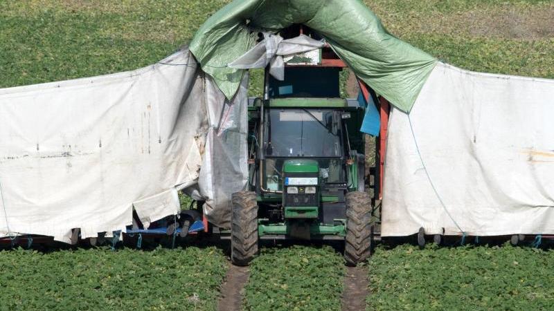 Gurken-Ernte im Spreewald endet ungewöhnlich früh Gurken-Ernte im Spreewald