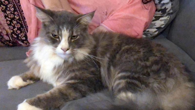 Befreiter Kater Jimmy wieder fit Kater Jimmy