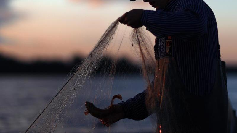 Hitze ist Stress für Fische: Fischer treten kürzer Ein Fischer holt ein Fangnetz ein