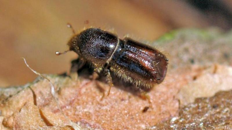 Borkenkäfer bedrohen Fichtenwälder im Harz und im Solling Borkenkäfer