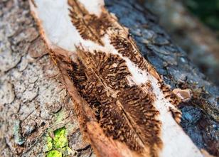 Der Borkenkäfer ist auch in diesem Jahr eine Gefahr für Wälder in Bayern. B... weiterlesen