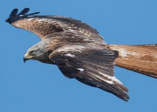 Vergiftete Greifvögel beschäftigen in Ostbayern Tierschützer und Polizei. D... weiterlesen