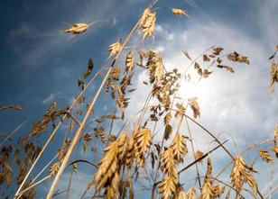 Die durch Trockenheit entstandenen Ernteschäden in der Landwirtschaft werde... weiterlesen