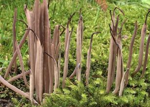 Die Purpurfarbene Keule - dieser Pilz sieht nicht nur außergewöhnlich aus, ... weiterlesen