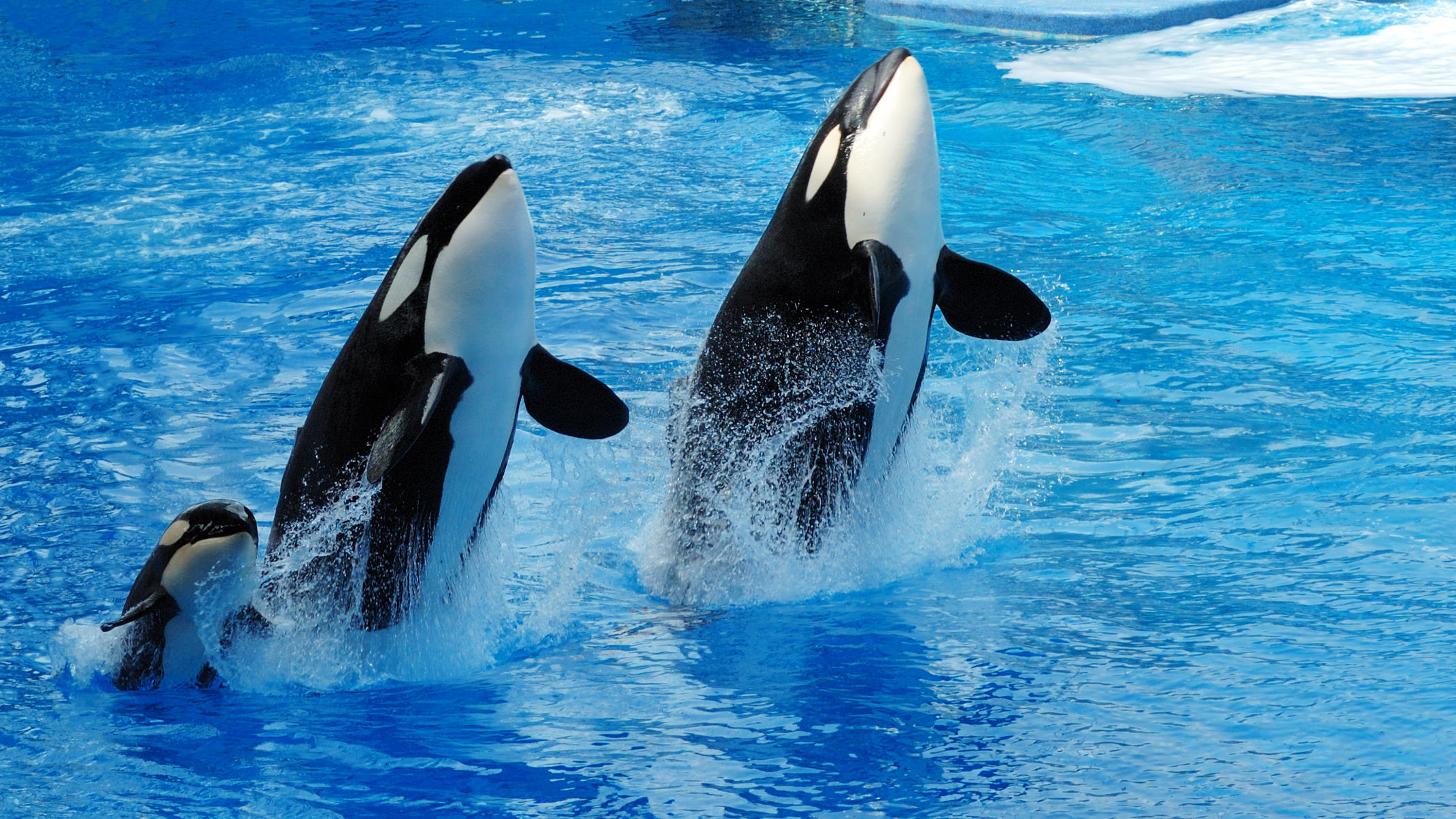 Orcas und Delfine können sich freuen: Thomas Cook unterstützt SeaWorld und Co. nicht mehr Orcas