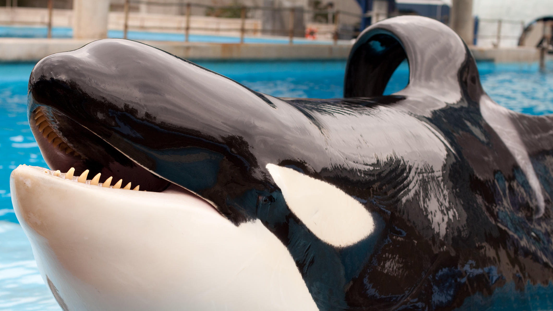 Orcas und Delfine können sich freuen: Thomas Cook unterstützt SeaWorld und Co. nicht mehr Orca mit abgeknickter Flosse