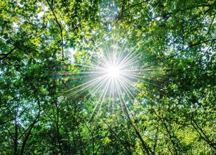 Bäume im Klimawandel wachsen schneller - aber haben leichteres Holz. Die Ho... weiterlesen