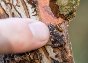 Der Borkenkäfer ist auch in diesem Jahr eine Gefahr für Wälder in Bayern. B... weiterlesen