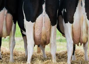 Mecklenburg-Vorpommerns Agrarminister Till Backhaus (SPD) hat Deutschlands ... weiterlesen