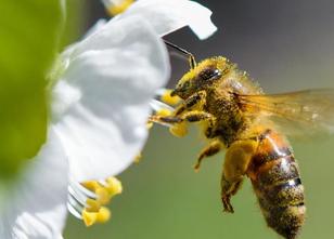 Für ihr Engagement zum Schutz von Honigbienen hat das Landwirtschaftsminist... weiterlesen