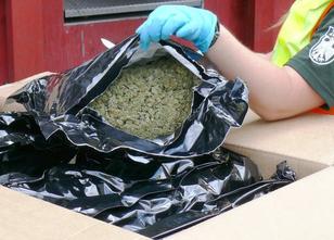 Der Zoll hat mit einem Röntgengerät Paketsendungen voller Marihuana gefunde... weiterlesen