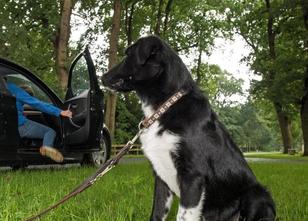 Zur Ferienzeit nehmen die Tierheime in Bayern wieder deutlich mehr Hunde, K... weiterlesen