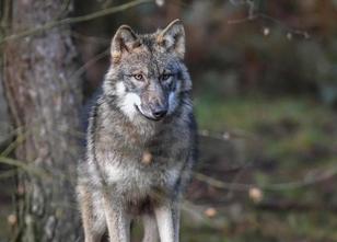 In der Kühnauer Heide sind 21 Schafe durch einen mutmaßlichen Wolfsangriff ... weiterlesen