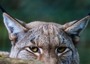 Ein Mangel an weiblichen Luchsen bedroht den Bestand der Raubkatzen in Nord... weiterlesen