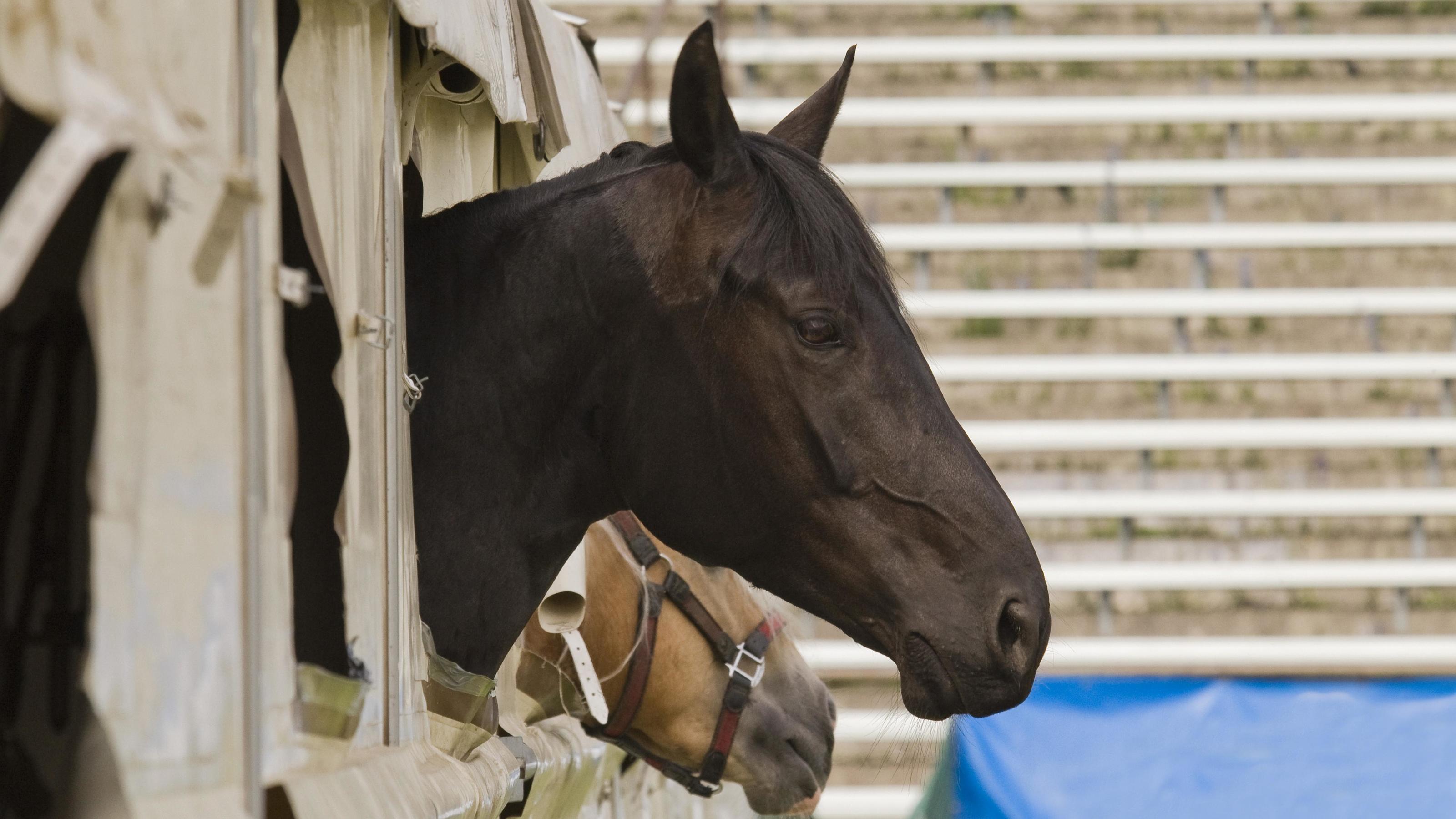 Tierquälerei in Viernheim: Verwahrlostes Pferd mit Mistgabel geschlagen Pferd im Stall
