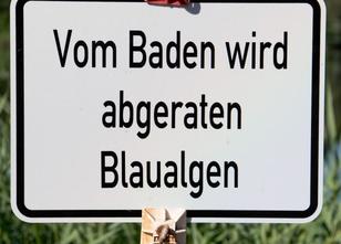 An mehreren Seen im Land Brandenburg können derzeit Blaualgen den Badespaß ... weiterlesen
