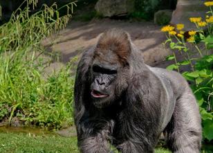 Gorilla-Oldie Fritz ist am Montag im Nürnberger Tiergarten wegen Altersschw... weiterlesen