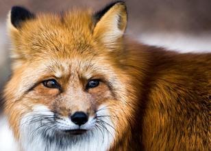 Ein Befall mit dem Fuchsbandwurm kann für Menschen lebensgefährlich sein - ... weiterlesen