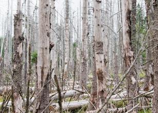 Der Borkenkäfer leistet im Nationalpark Harz momentan ganze Arbeit bei der ... weiterlesen