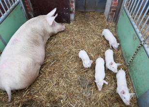 Die konventionellen Schweinezüchter in Deutschland schlagen Alarm: Mehr als... weiterlesen