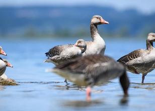 Nach dem Abschuss von acht Gänsen an einem Stausee in Nürnberg will die Sta... weiterlesen