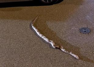 Mitten in Augsburg ist eine lange Schlange durch eine Straße gekrochen. Dab... weiterlesen