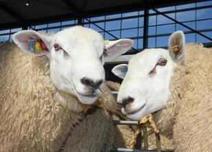 In Husum hat am Mittwoch der landesweite Schafmarkt seine Pforten geöffnet.... weiterlesen