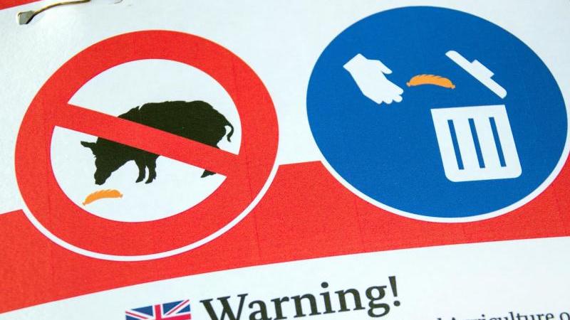 Schweinepest-Fall in Belgien: erhöhte Aufmerksamkeit in NRW Warnung Schweinepest