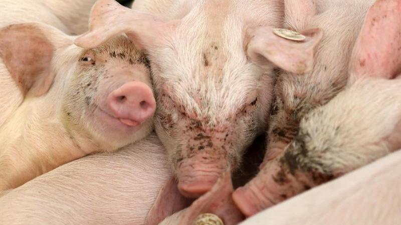 Tier- und Pflanzenzuchtpreis auf der MeLa vergeben Schlafende Ferkel