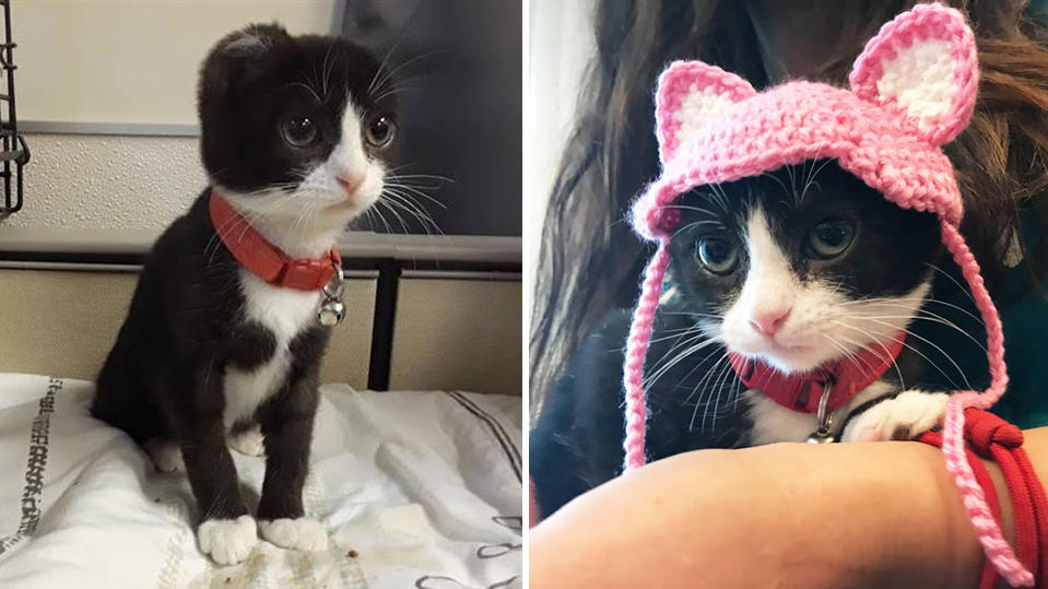 Kalifornien: Verstümmeltes Tierheim-Kätzchen bekommt neue Strick-Ohren Die Katze "Karma" bekommt bei der Humane Society Silicon Valley in Milpitas, Kalifornien, Ersatzohren aus Wolle.