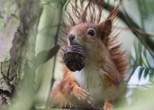 Für viele Waldbewohner bietet das gute Nahrungsangebot in diesem Jahr eine ... weiterlesen