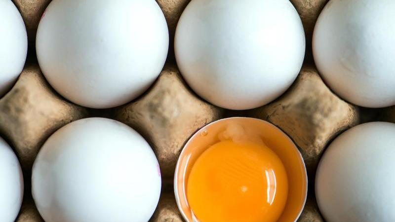Schadstoffbelastete Eier im Kreis Wolfenbüttel entdeckt Fipronil-Krise