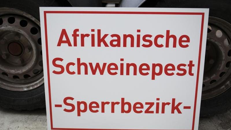 Wildschweinjagd soll Schweinepest fernhalten Afrikanische Schweinepest