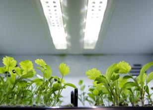 Umbrüche im Gartenbau sowie in der Landwirtschaft bedeuten für die Licht-In... weiterlesen
