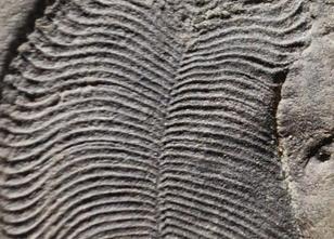 Ein internationales Forscherteam hat Spuren von Fett in 558 Millionen Jahre... weiterlesen