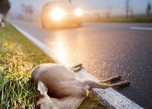 Auch für kleine Wildtiere wie Feldhase, Fuchs, Dachs, Fischotter oder Marde... weiterlesen