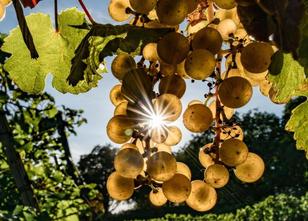 Weinberge mit einer Fläche von 6178 Hektar werden in Rheinland-Pfalz ökolog... weiterlesen